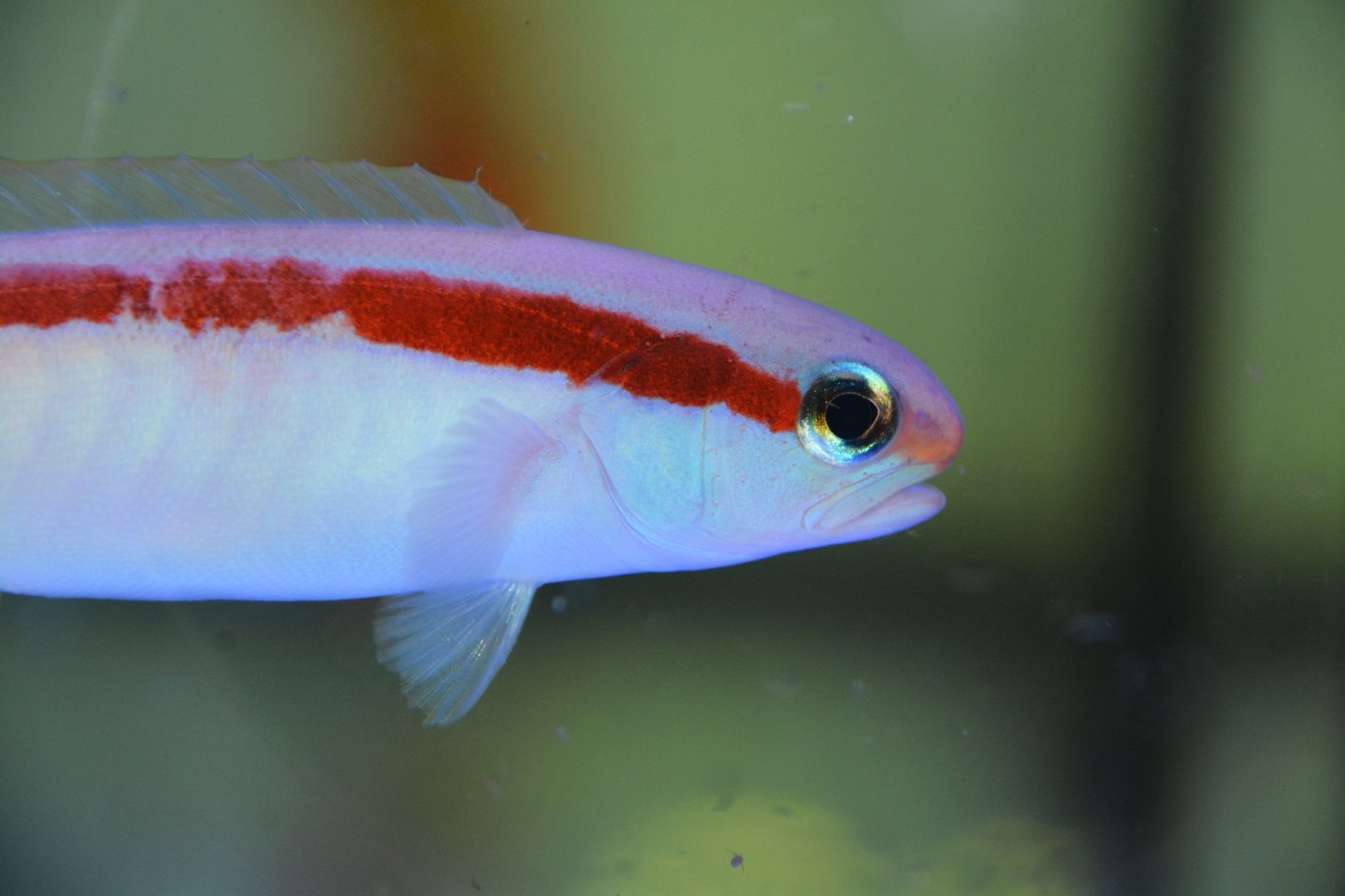 Redback sand tilefish (Hoplolatilus marcosi)