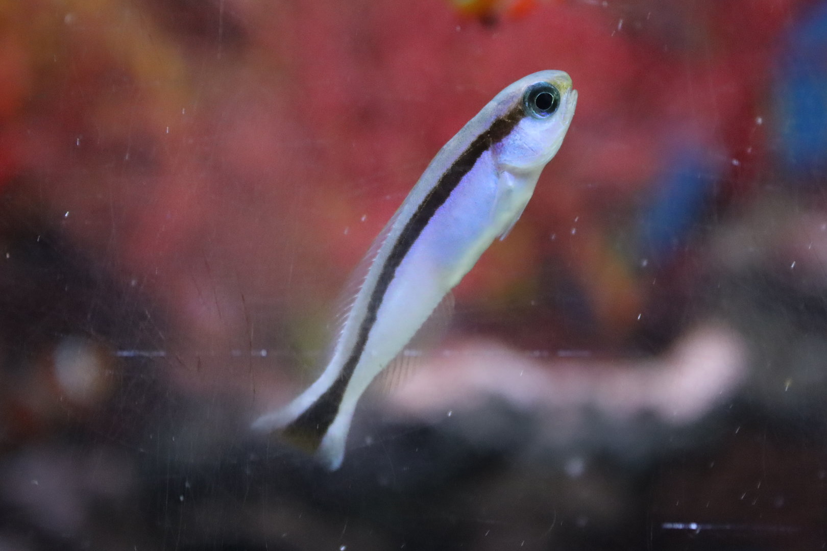 Redback Sand Tilefish (Hoplolatilus marcosi)