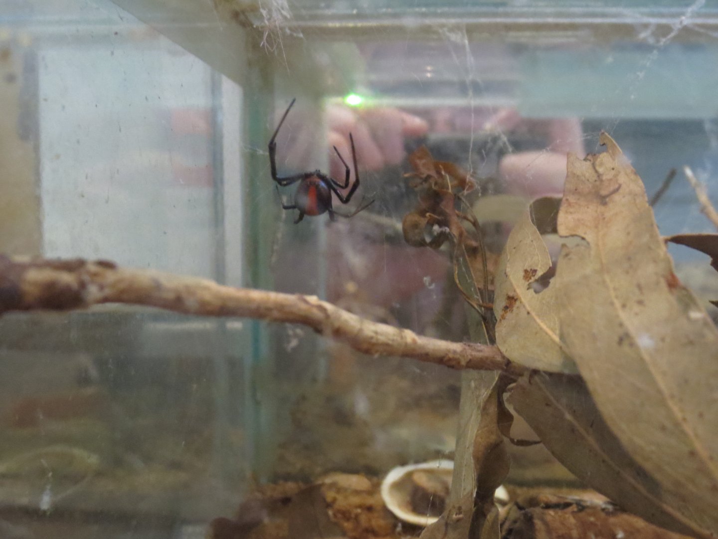 Redback Spider, 2014