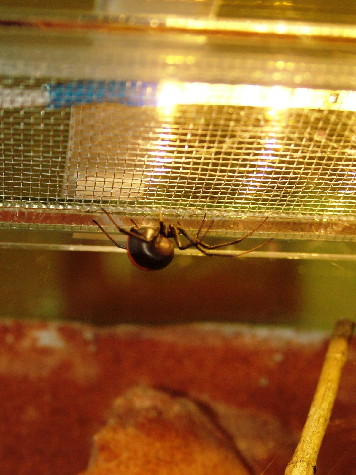 Redback Spider at Dvur Kralove, 27/08/12