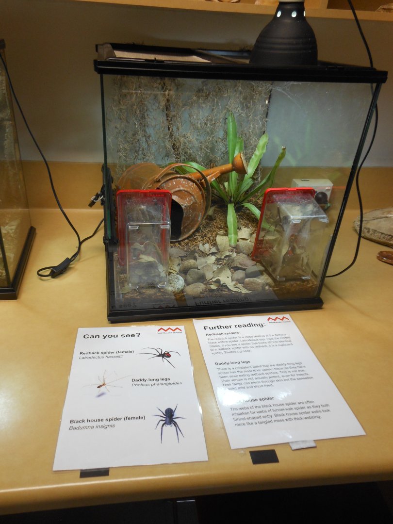 Redback Spider, Daddy-long Legs & Black House Spider exhibit