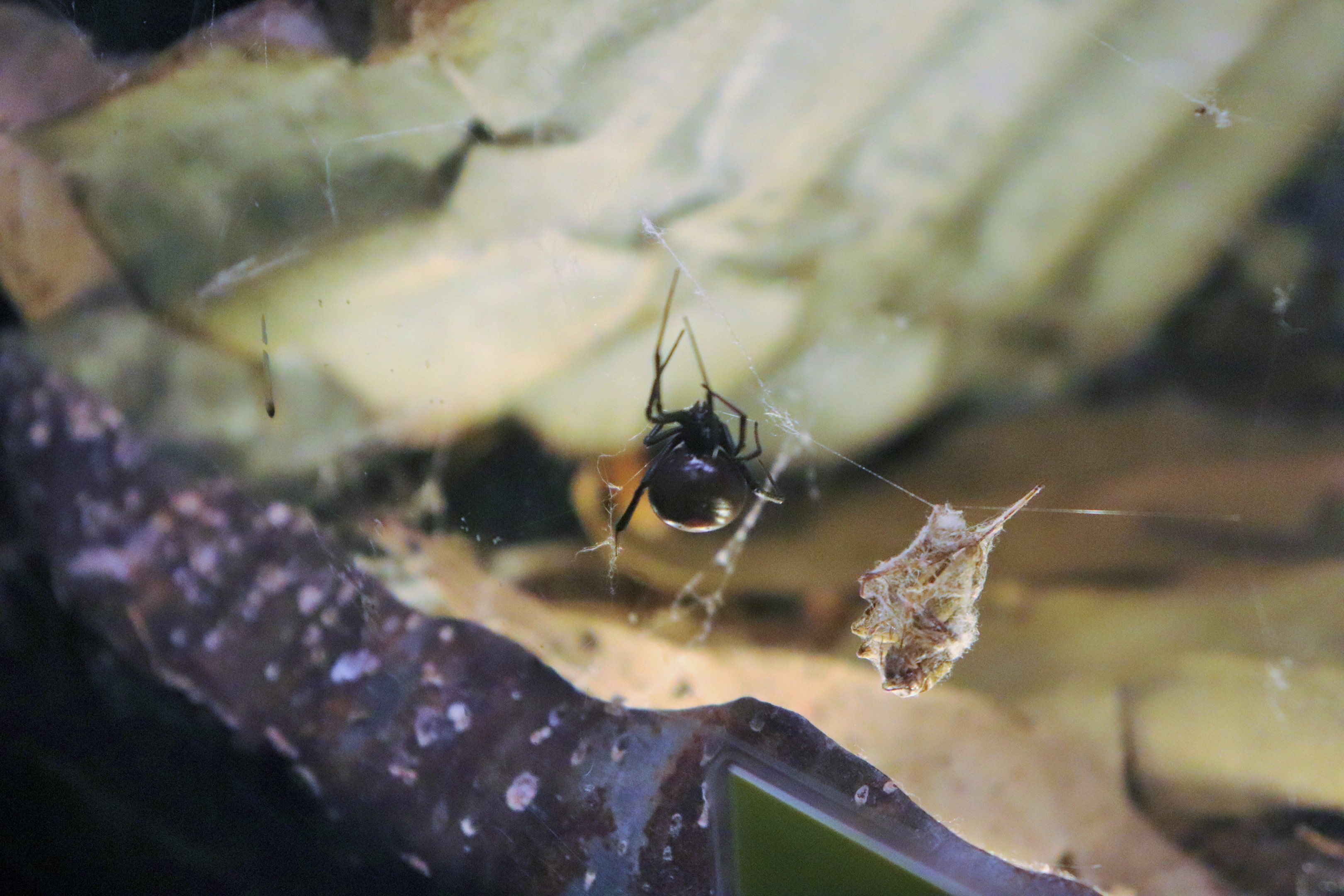 Redback Spider (Latrodectus hasselti)