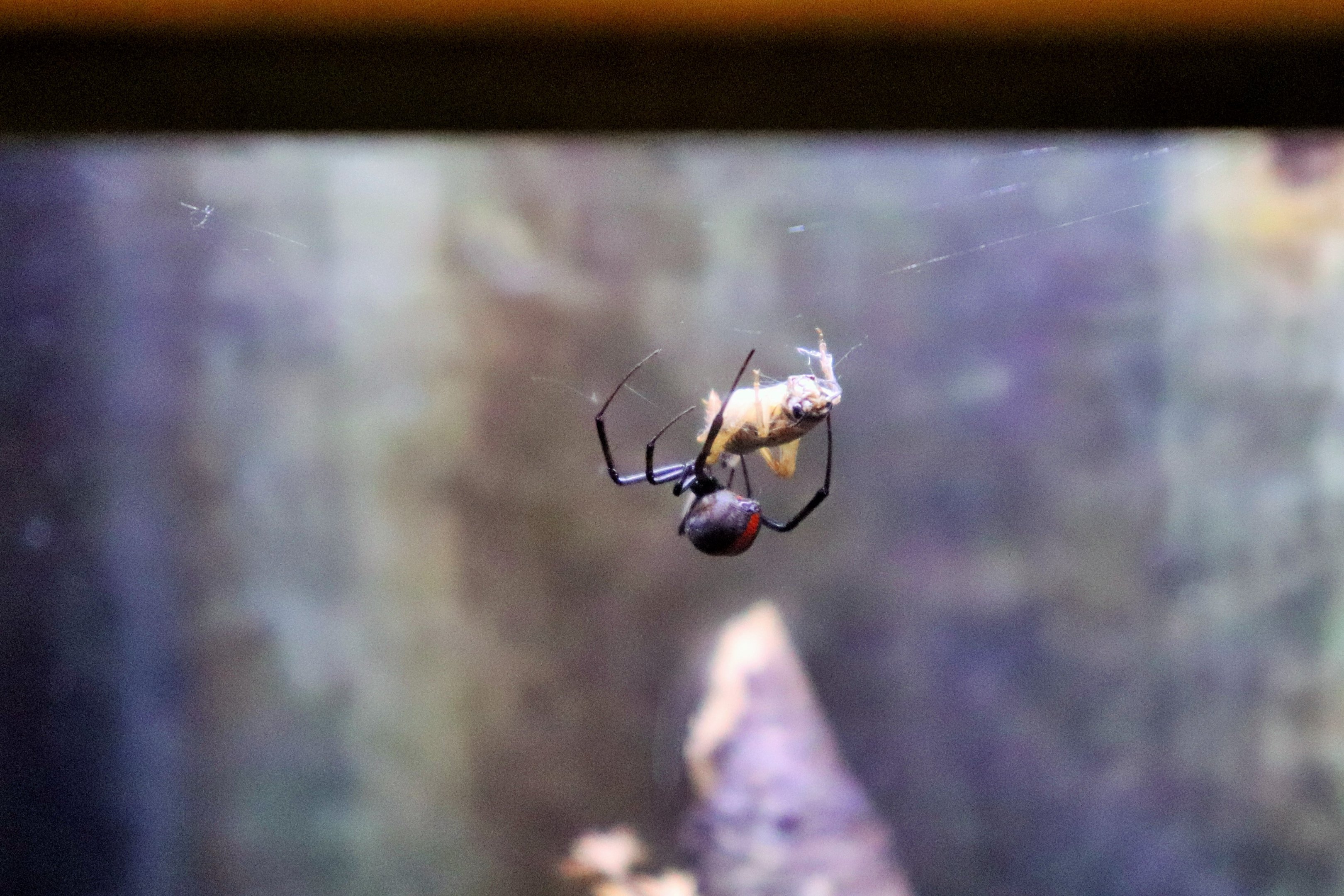 Redback Spider (Latrodectus hasselti)