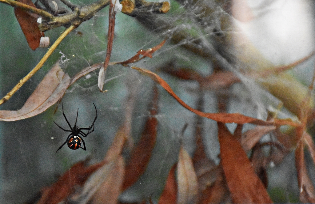 Redback spider