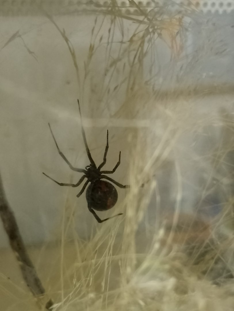 Redback spider