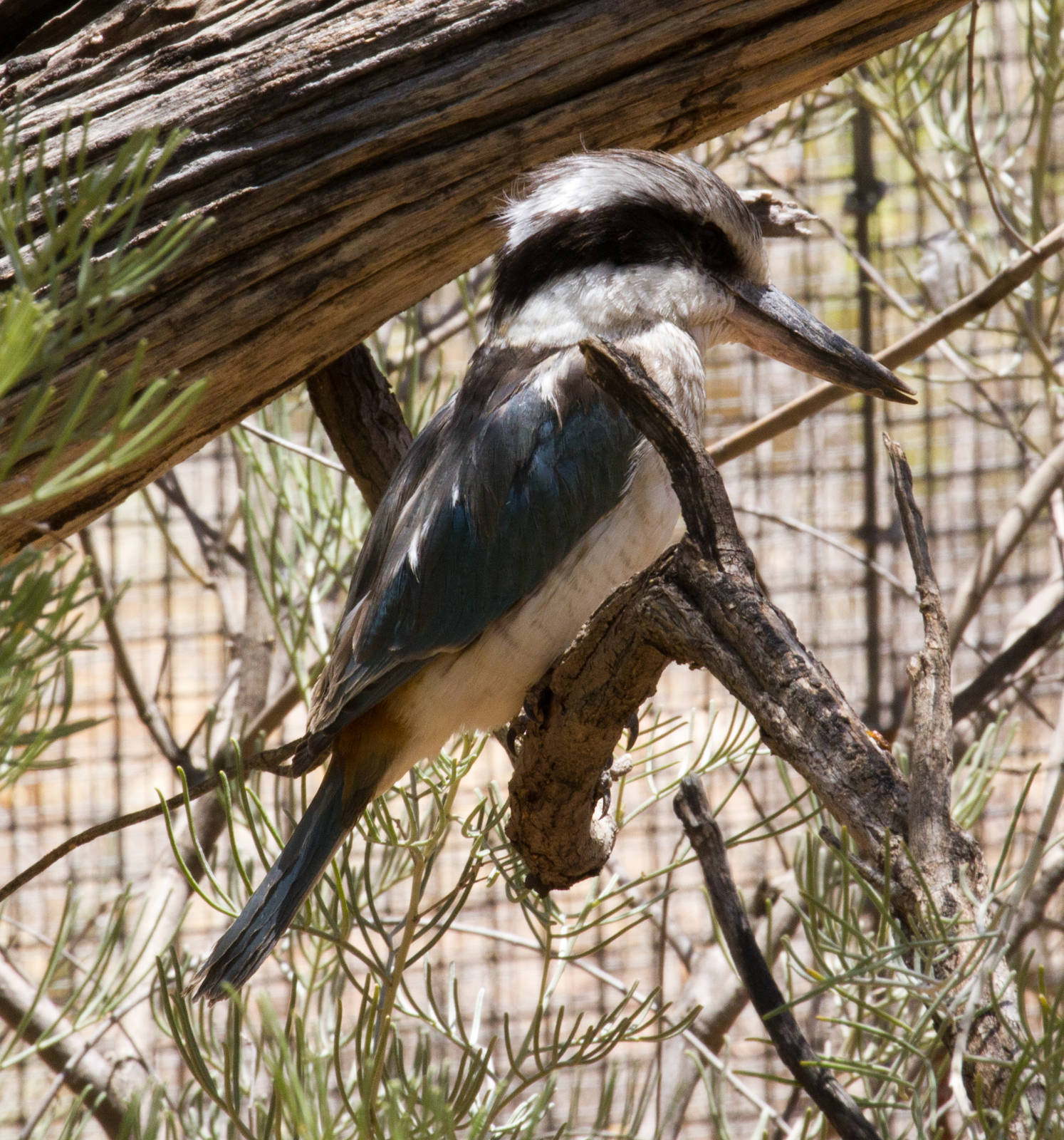 Redbacked Kingfisher