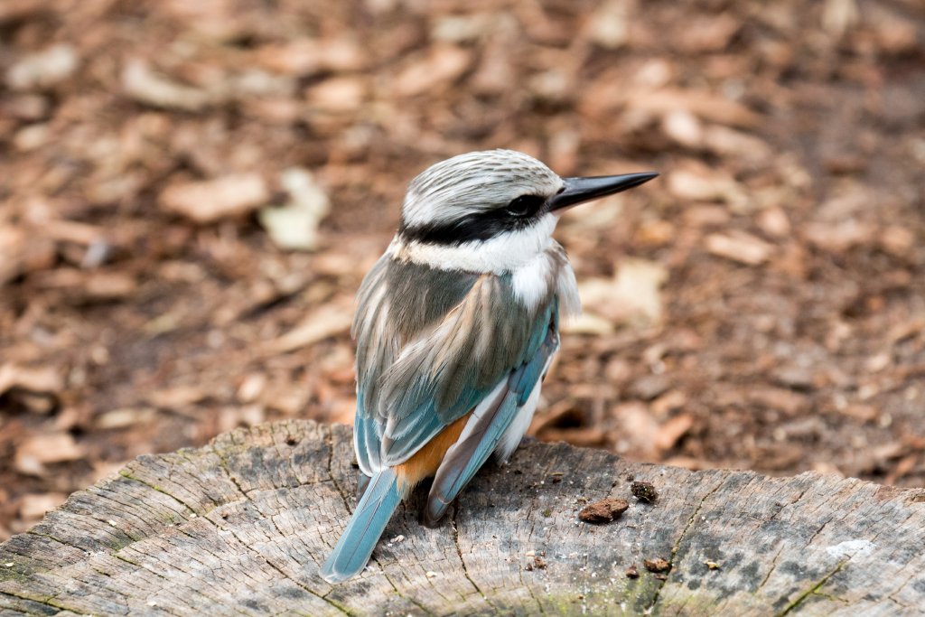 Redbacked Kingfisher