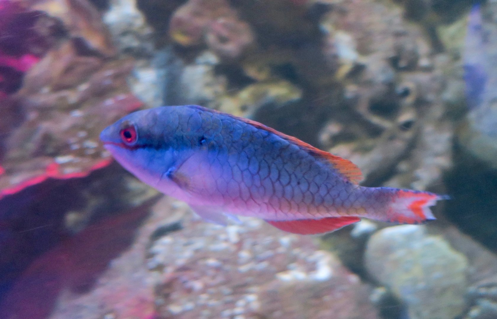 Redband Parrotfish (Sparisoma aurofrenatum)