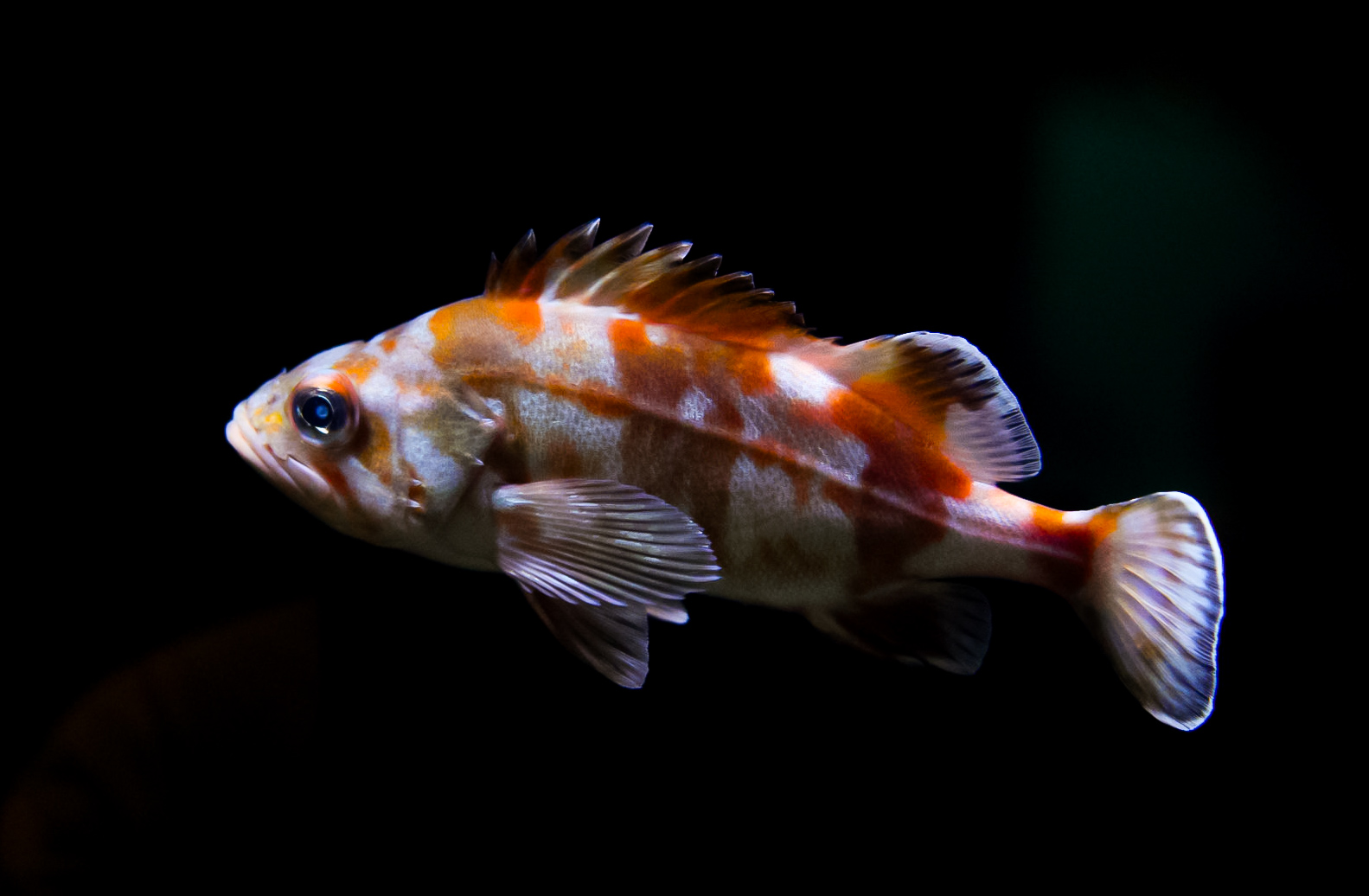 Redbanded Rockfish (juvenile)