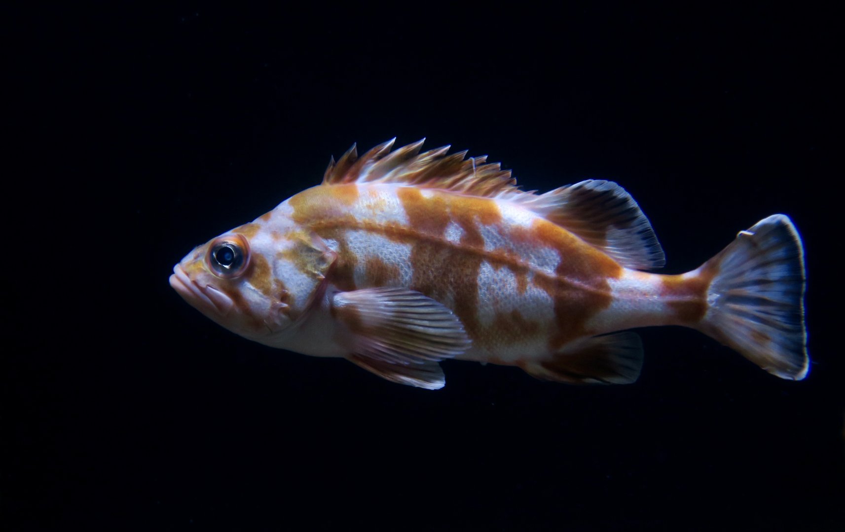 Redbanded Rockfish (Sebastes babcocki) juvenile