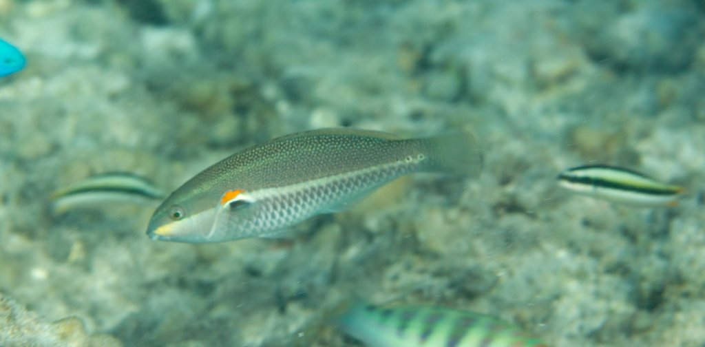 Redbanded Wrasse (Stethojulis bandanensis)