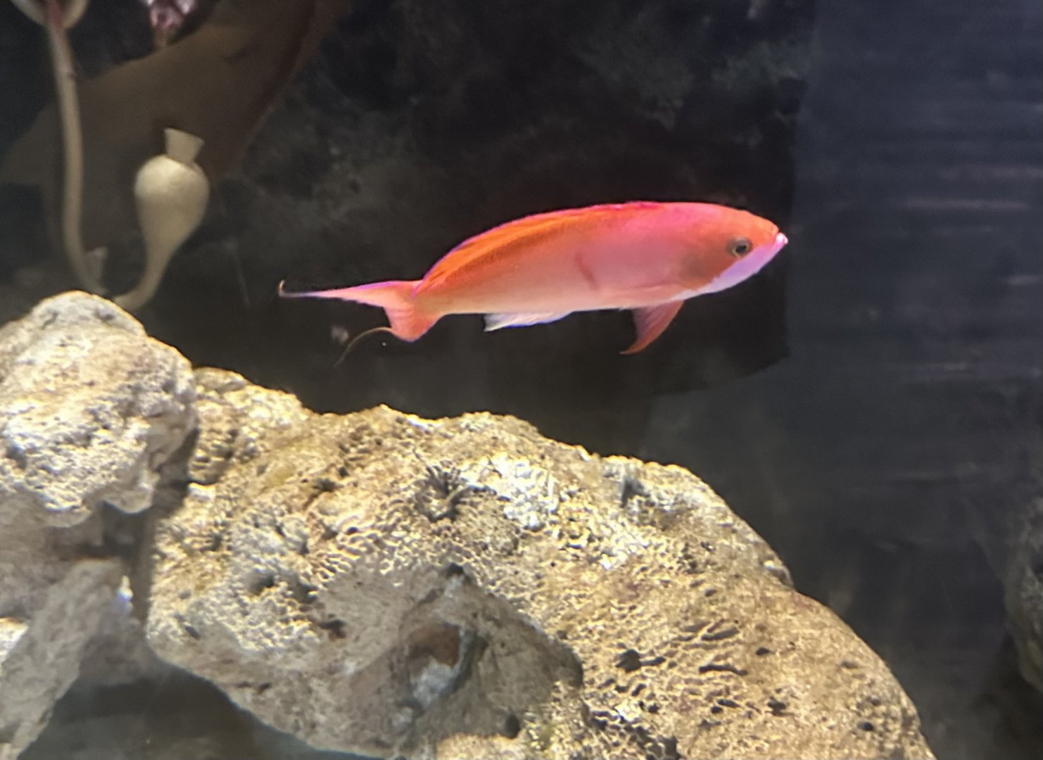 Redbar anthias (Pseudanthias cooperi)