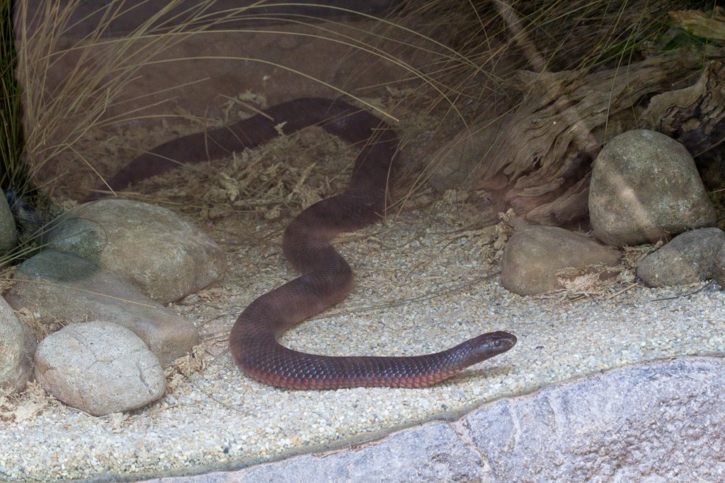 Redbellied Black Snake