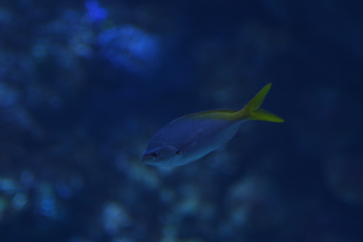 Redbelly yellowtail fusilier (Caesio cuning) - BXSea