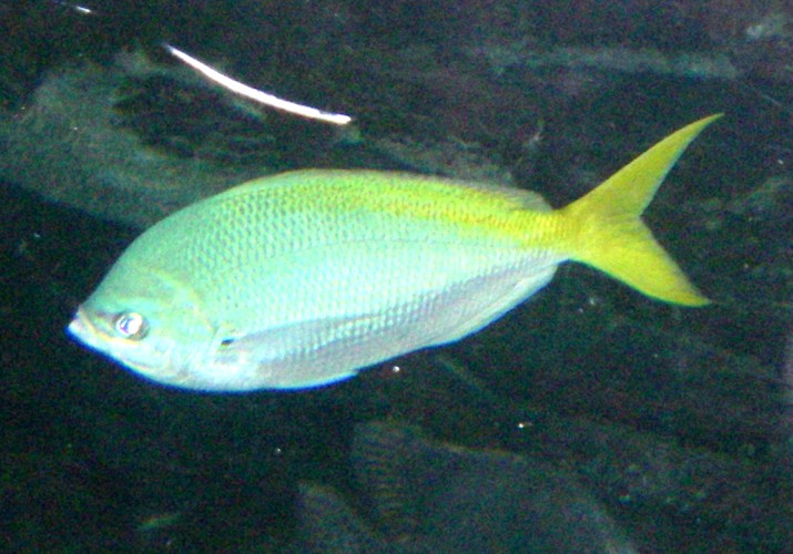 Redbelly Yellowtail Fusilier (Caesio cuning)