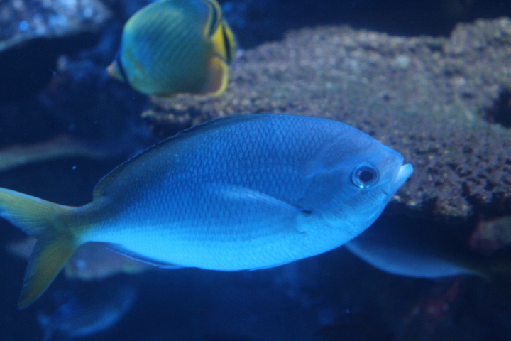 Redbelly yellowtail fusilier (Caesio cuning)