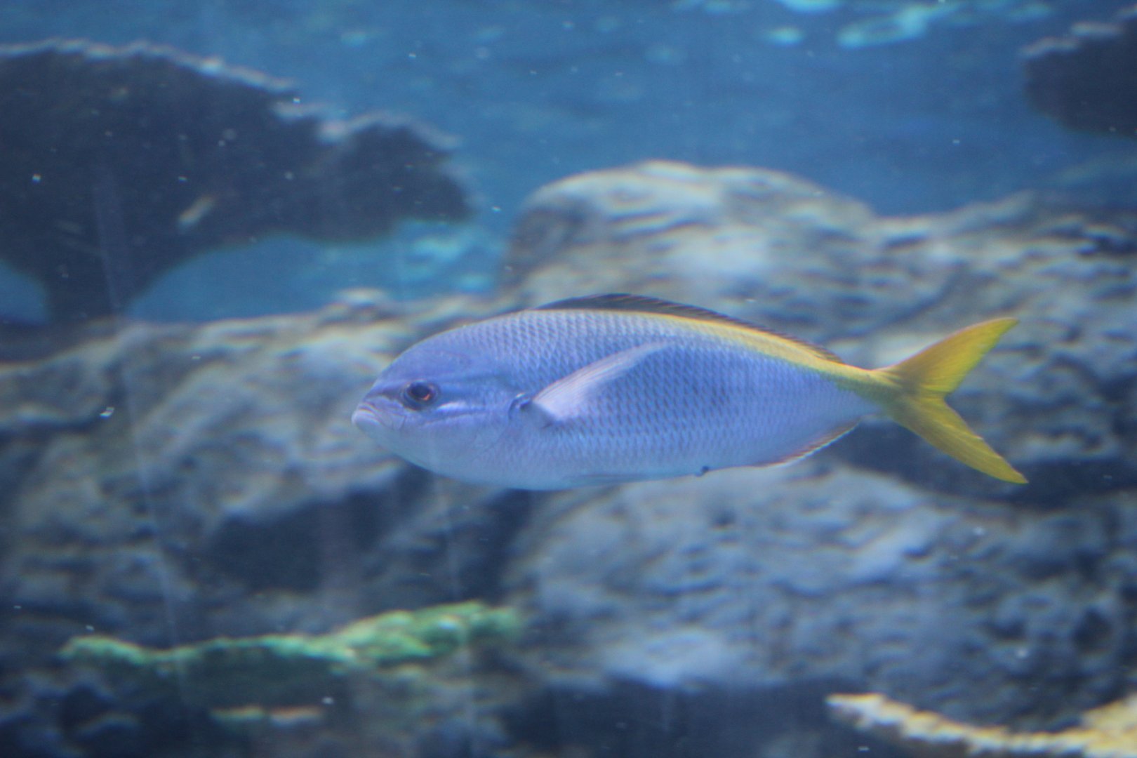 Redbelly Yellowtail Fusilier