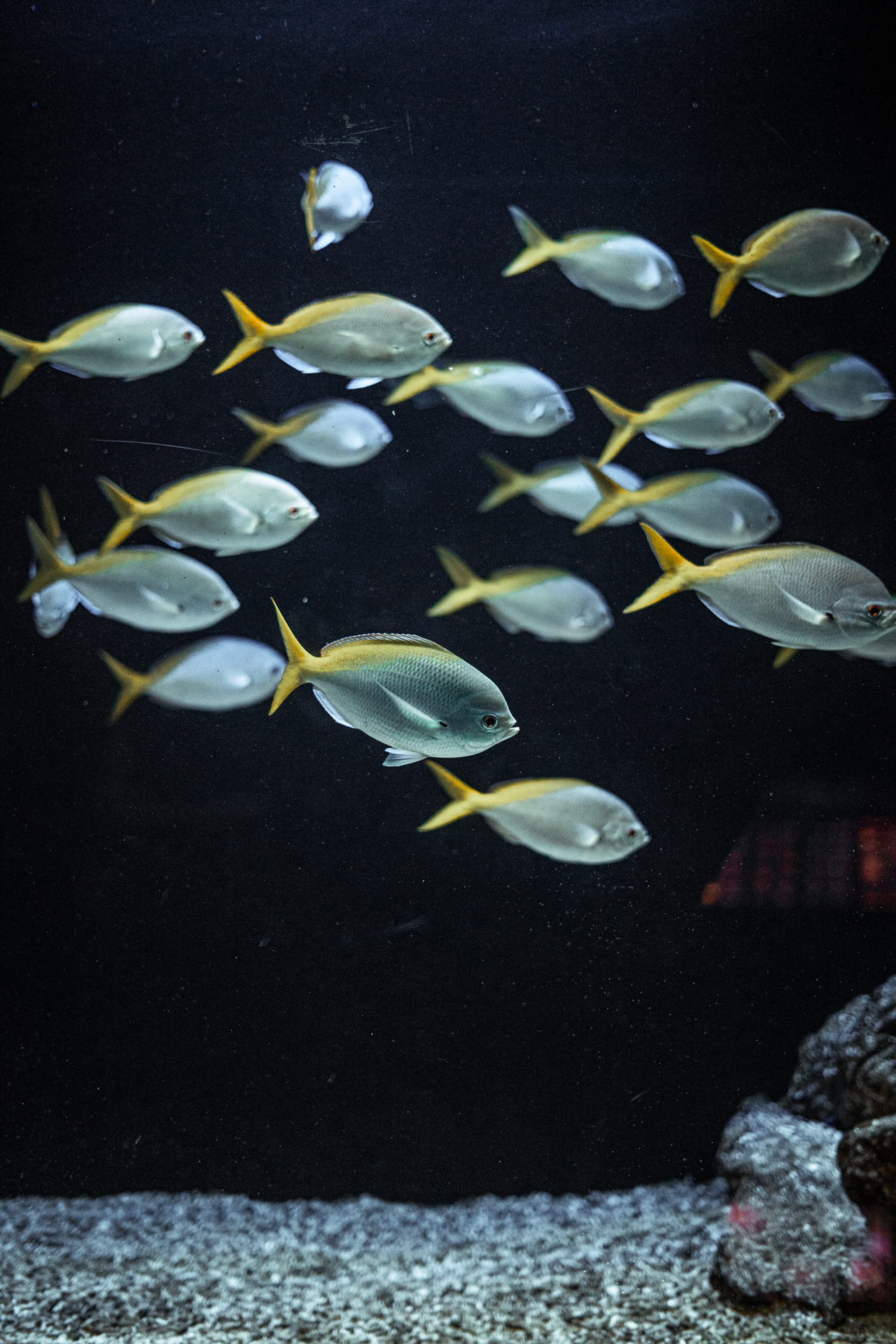 Redbelly yellowtail fusilier