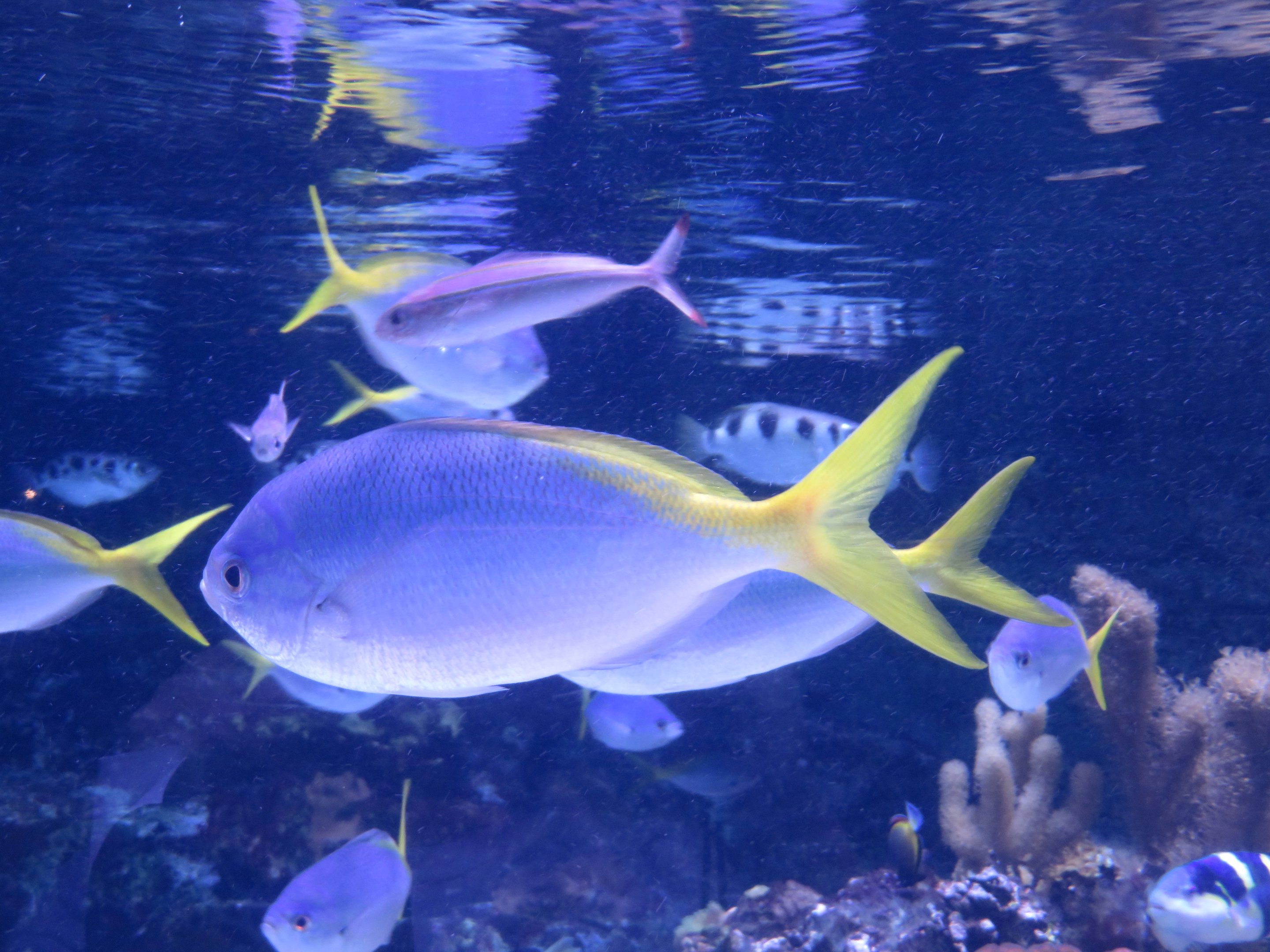 Redbelly Yellowtail Fusilier