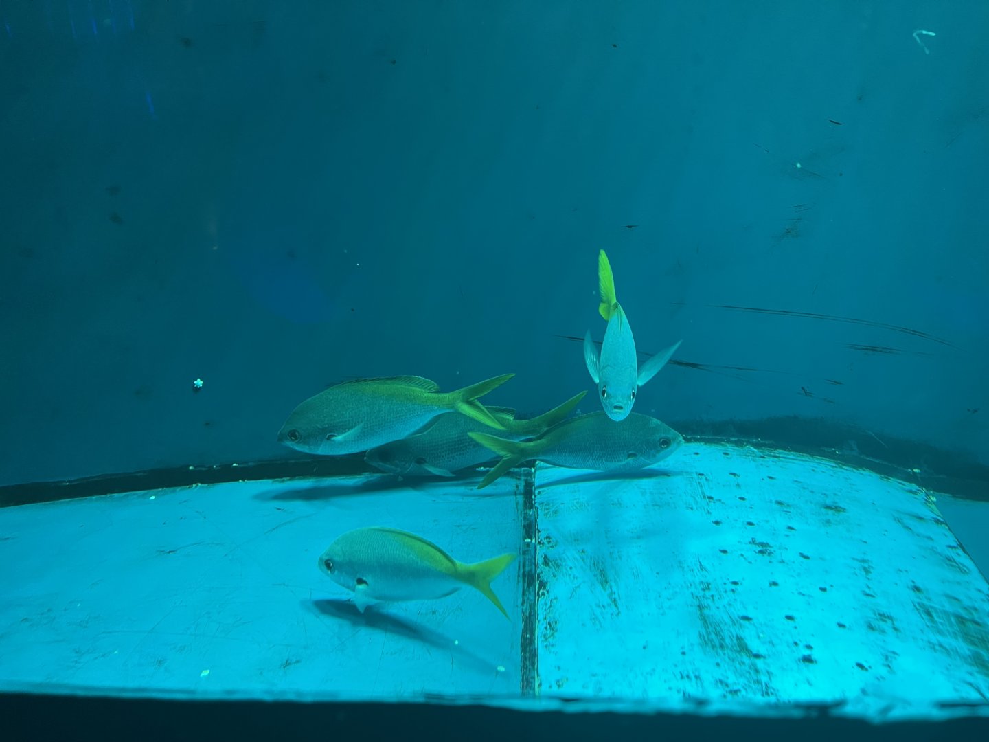 redbelly yellowtail fusiliers (caesio cuning)