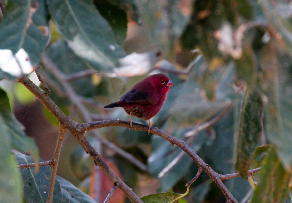 Redbilled Firefinch - wild bird