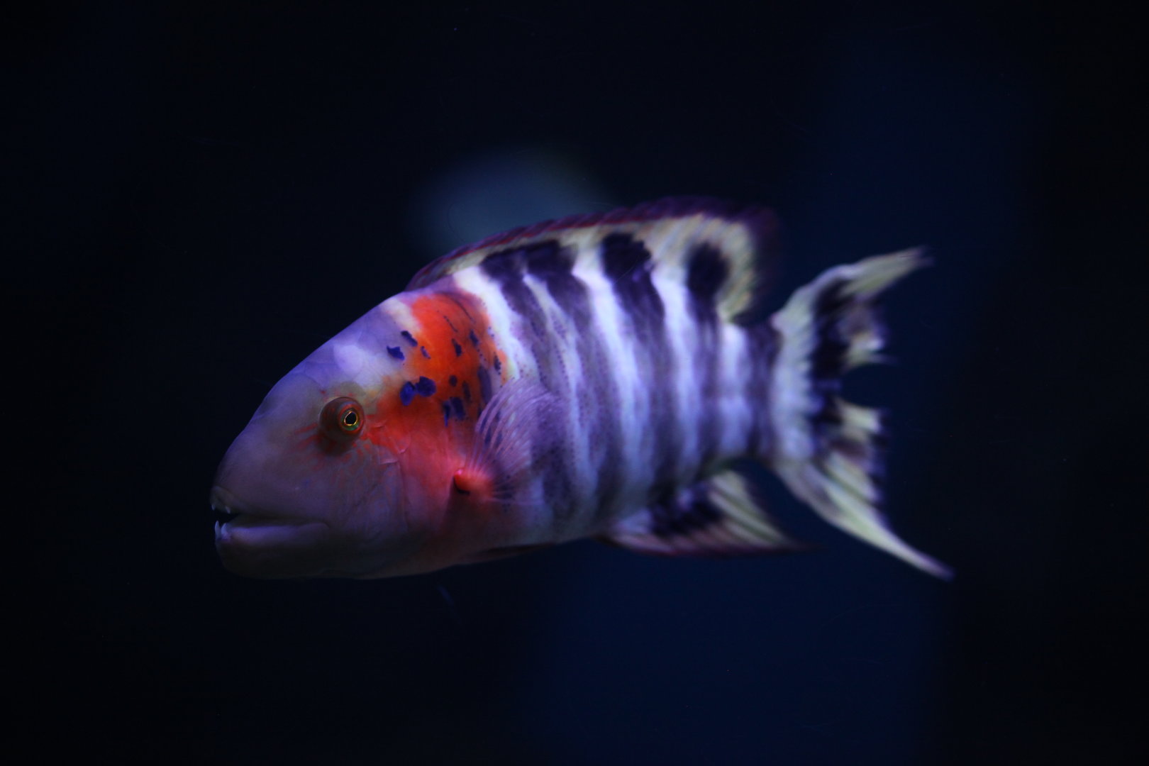 Redbreast Maori Wrasse, Cheilinus fasciatus