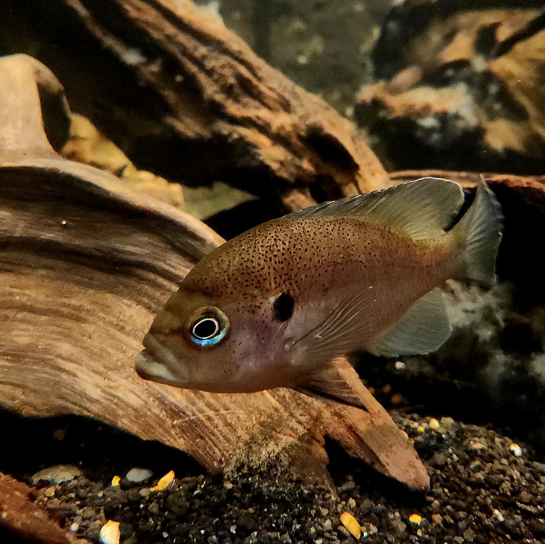 Redbreast Sunfish (Lepomis auritus)