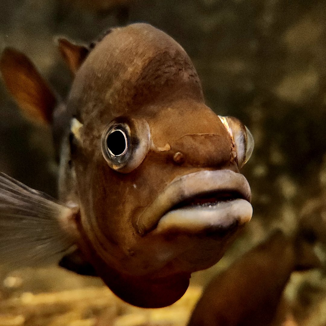 Redbreast Sunfish (Lepomis auritus)