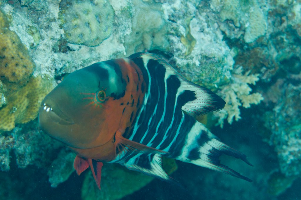 Redbreasted Wrasse (Cheilinus fasciatus)