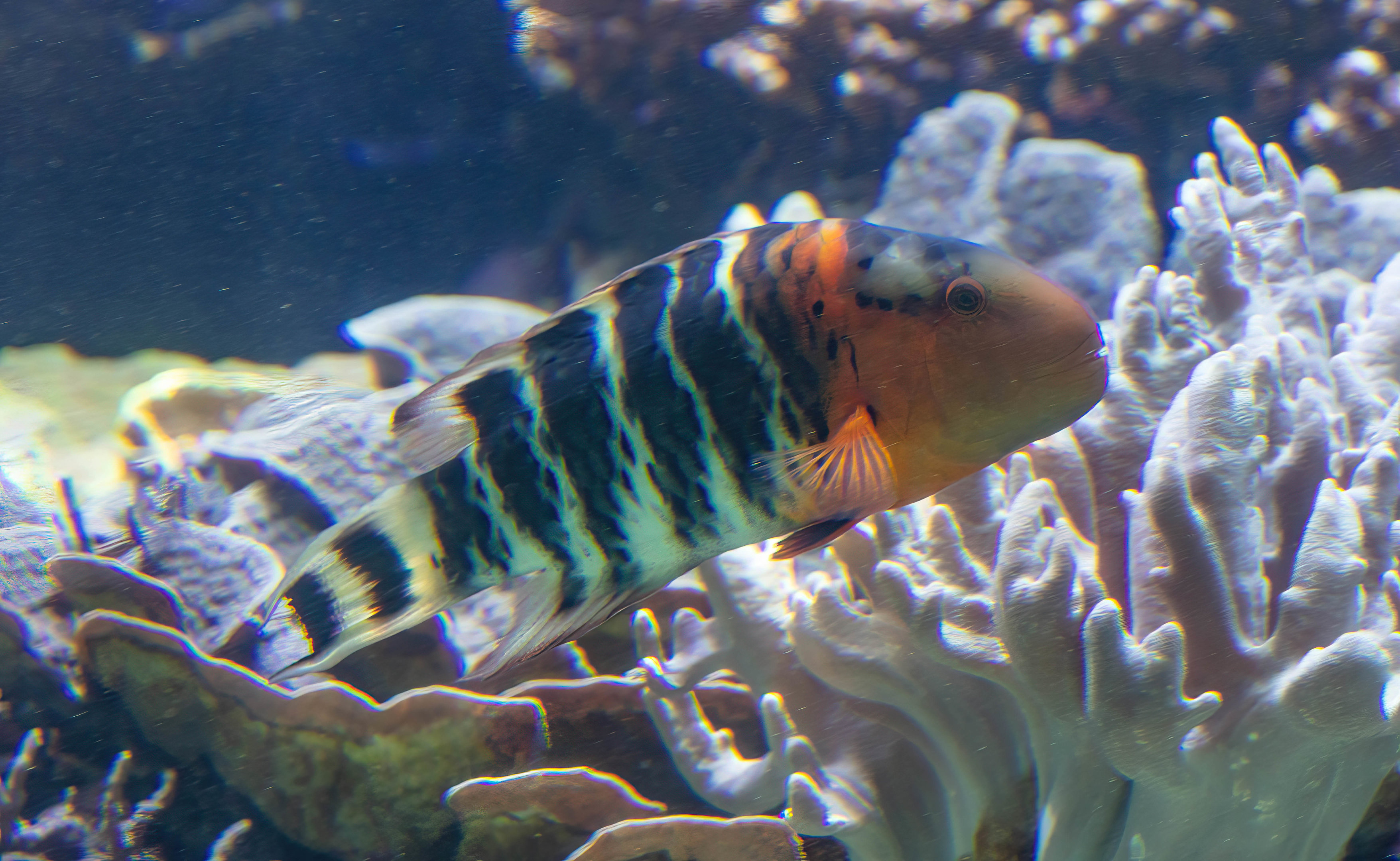Redbreasted Wrasse