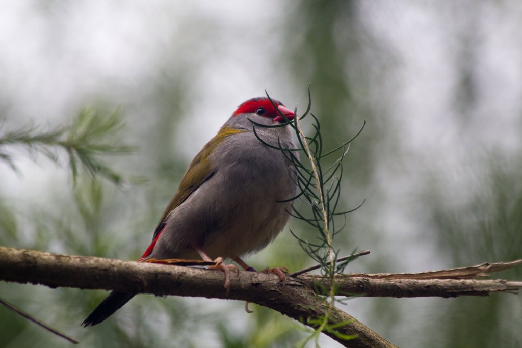 Redbrowed Firetail Finch