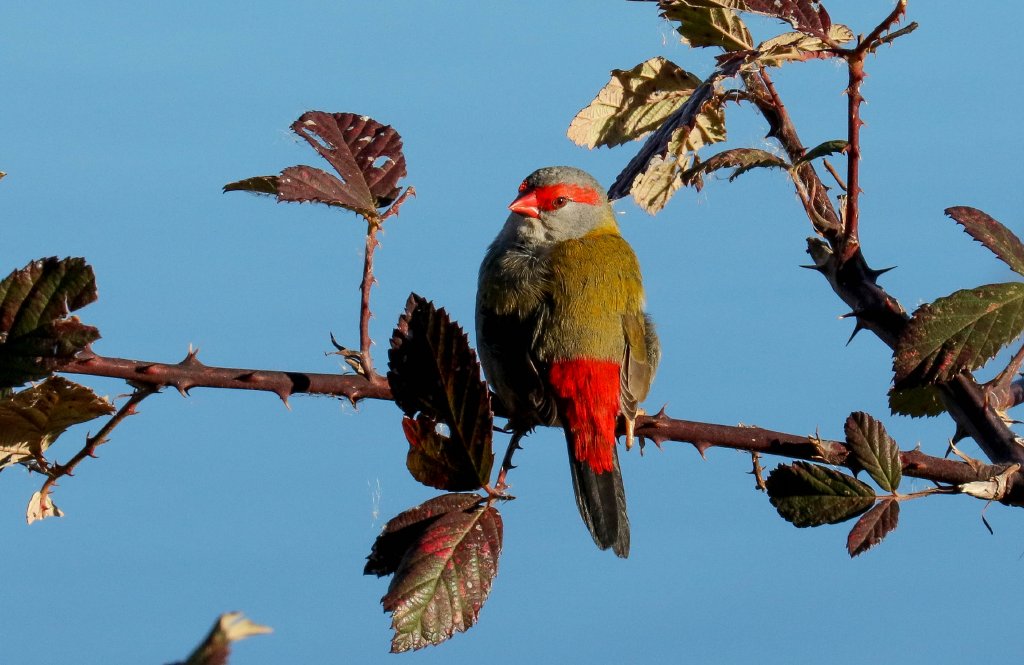 Redbrowed Firetail