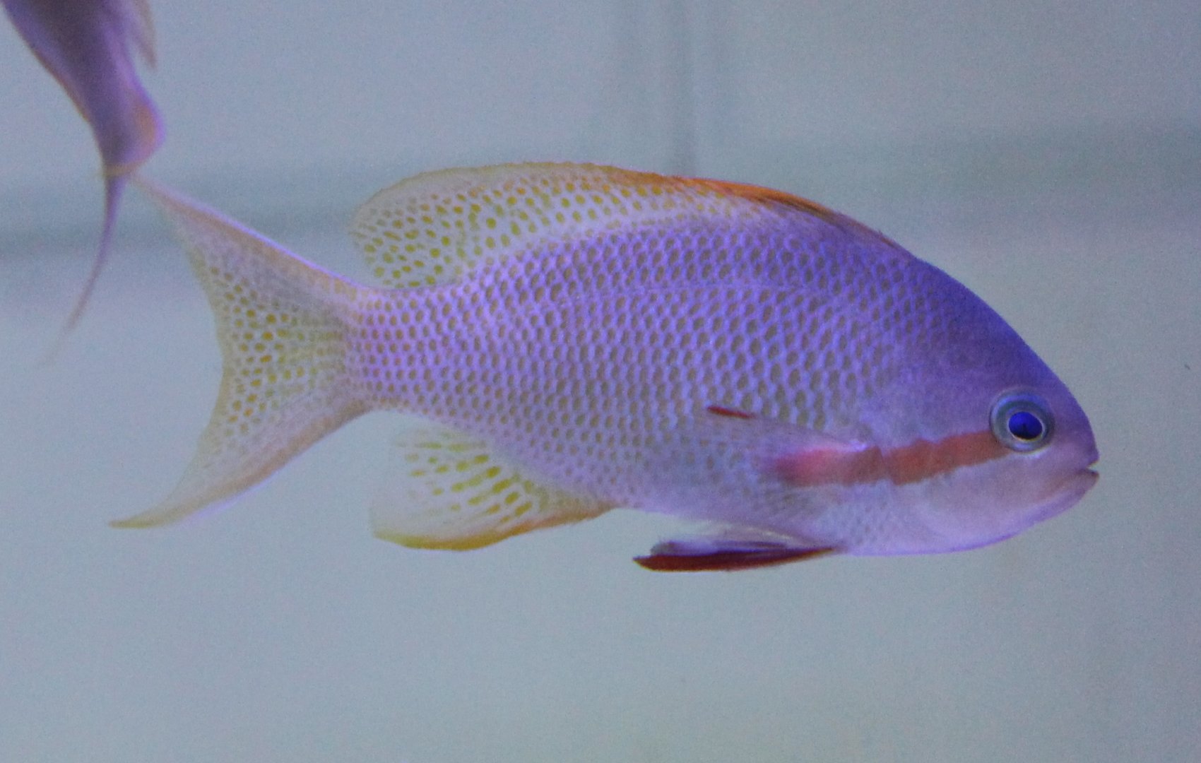 Redcheek anthias - Pseudanthias huchtii