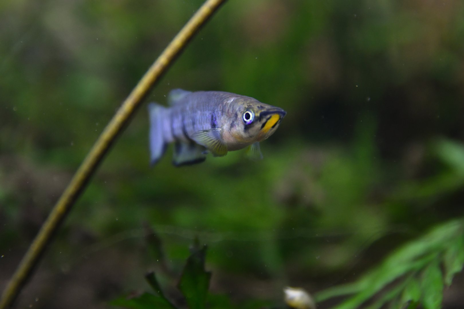 Redchin panchax (Epiplatys dageti)