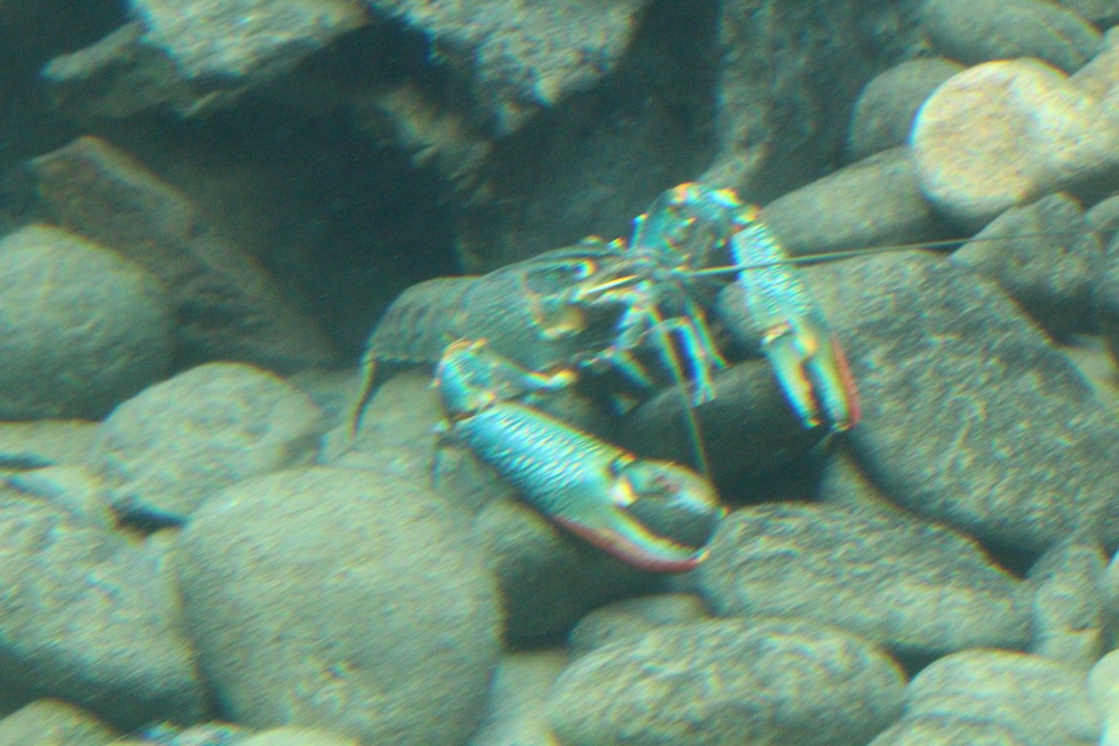 Redclaw Crayfish