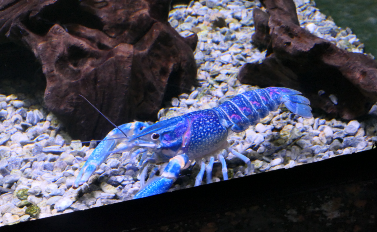 Redclaw Crayfish
