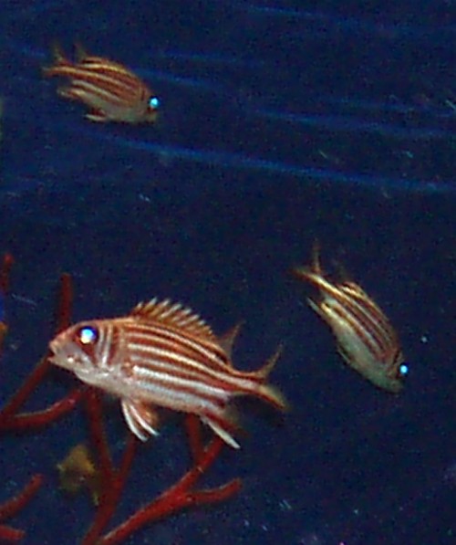 Redcoat (Sargocentron rubrum)