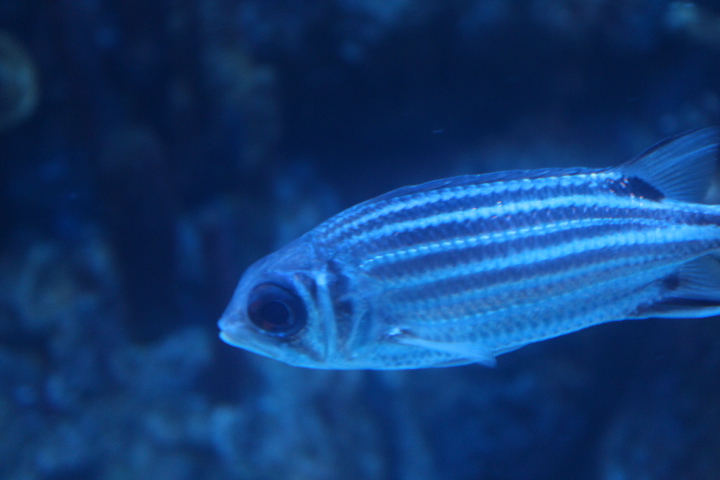 Redcoat (Sargocentron rubrum)