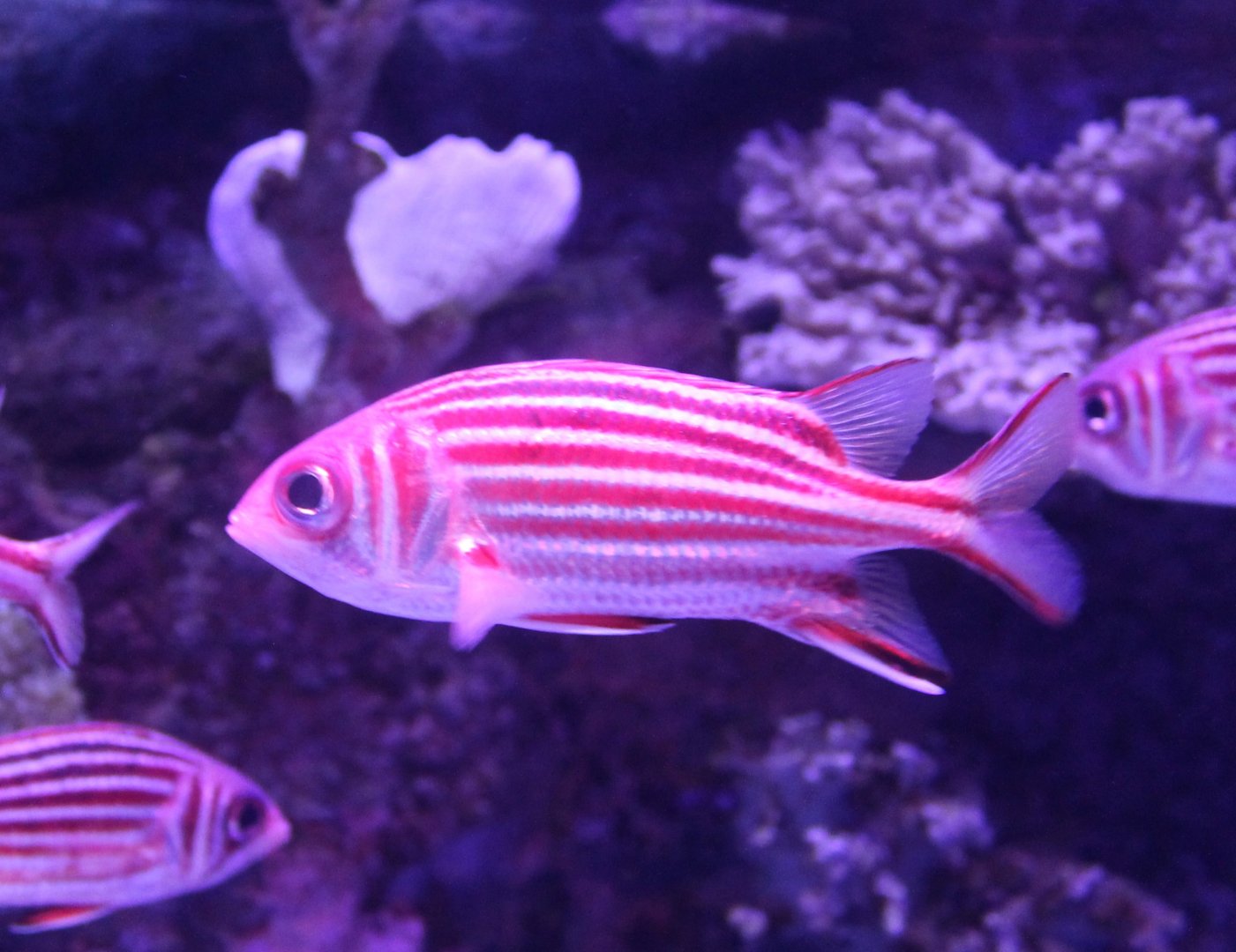 Redcoat squirrelfish - Sargocentron rubrum
