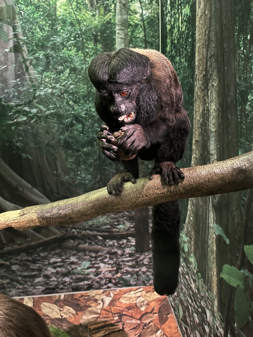 Reddish-brown bearded saki 1.8.25
