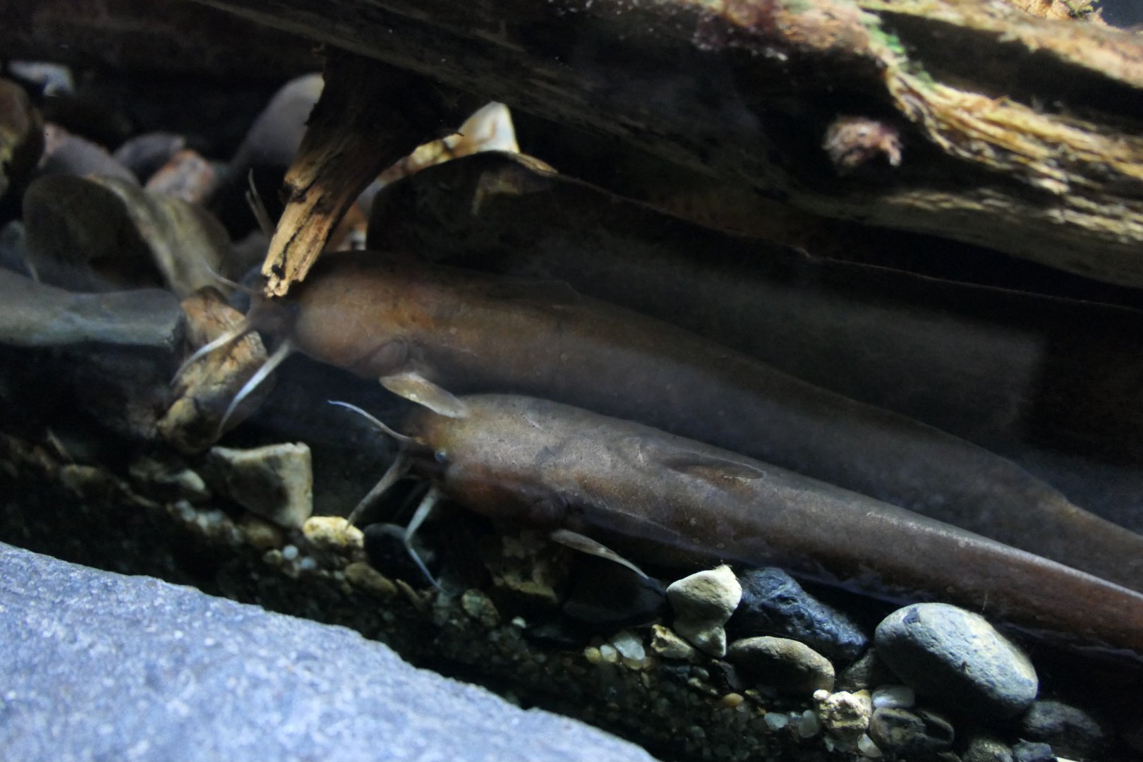 Reddish Bullhead (Liobagrus reinii) - Lake Biwa Museum
