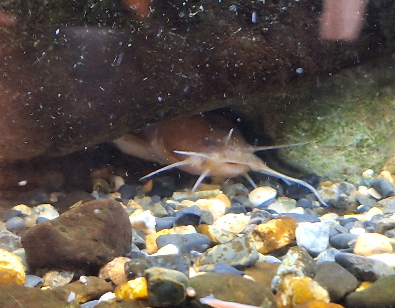 Reddish Bullhead (Liobagrus reinii)
