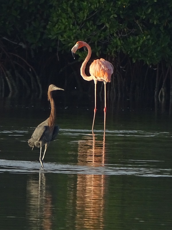 Reddish Egret (Egretta rufescens) & Caribbean flamingo
