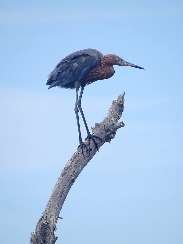 Reddish egret (Egretta rufescens)