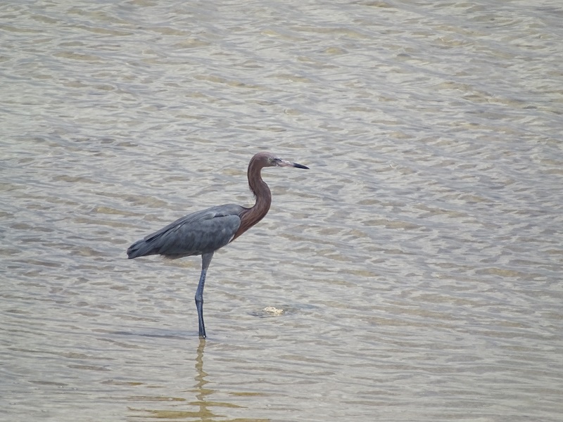 Reddish egret (Egretta rufescens)
