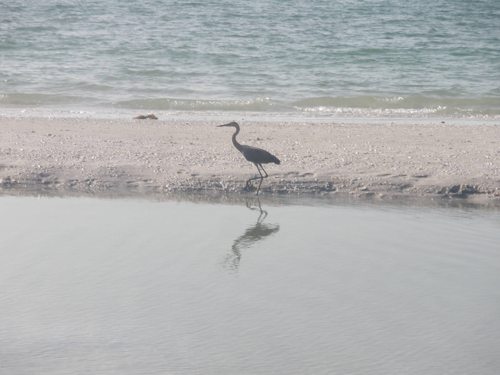 Reddish Egret, Sanibel Island FL 2012