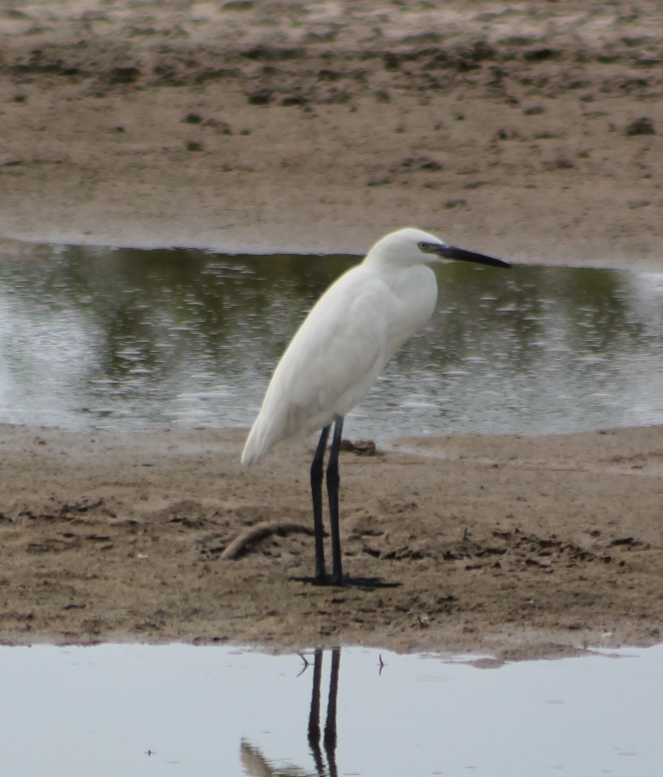 Reddish egret - white morph