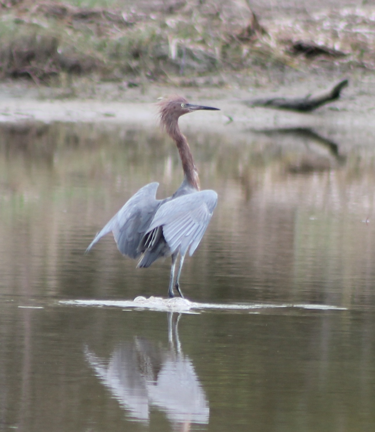 Reddish egret