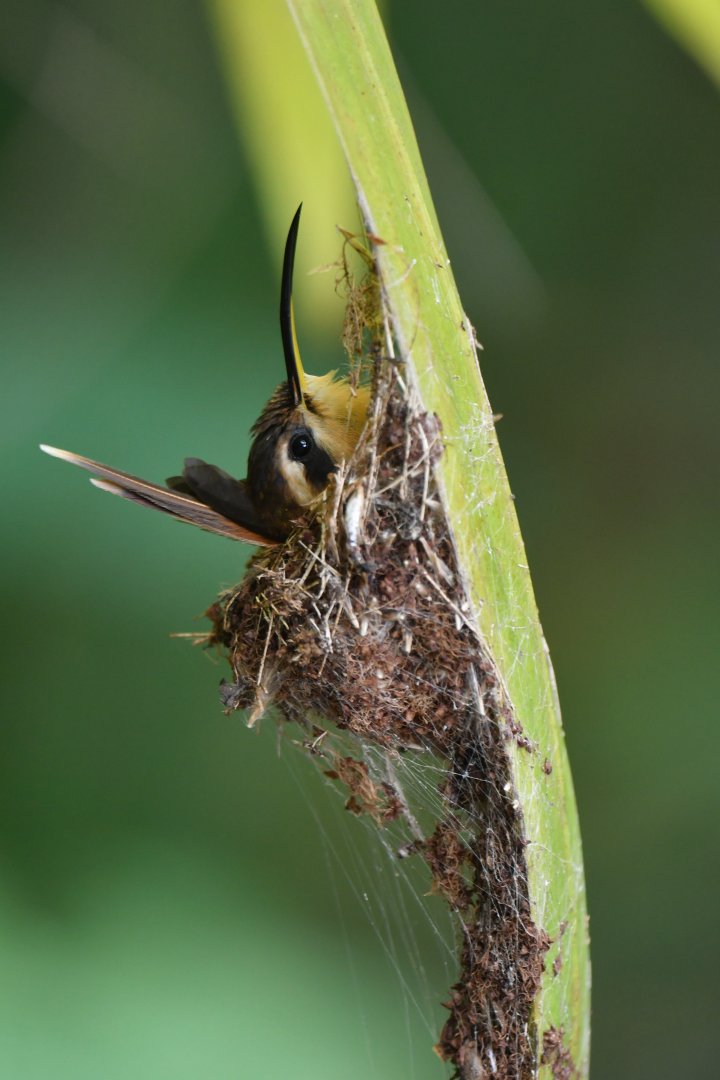 Reddish Hermit Phaethornis ruber