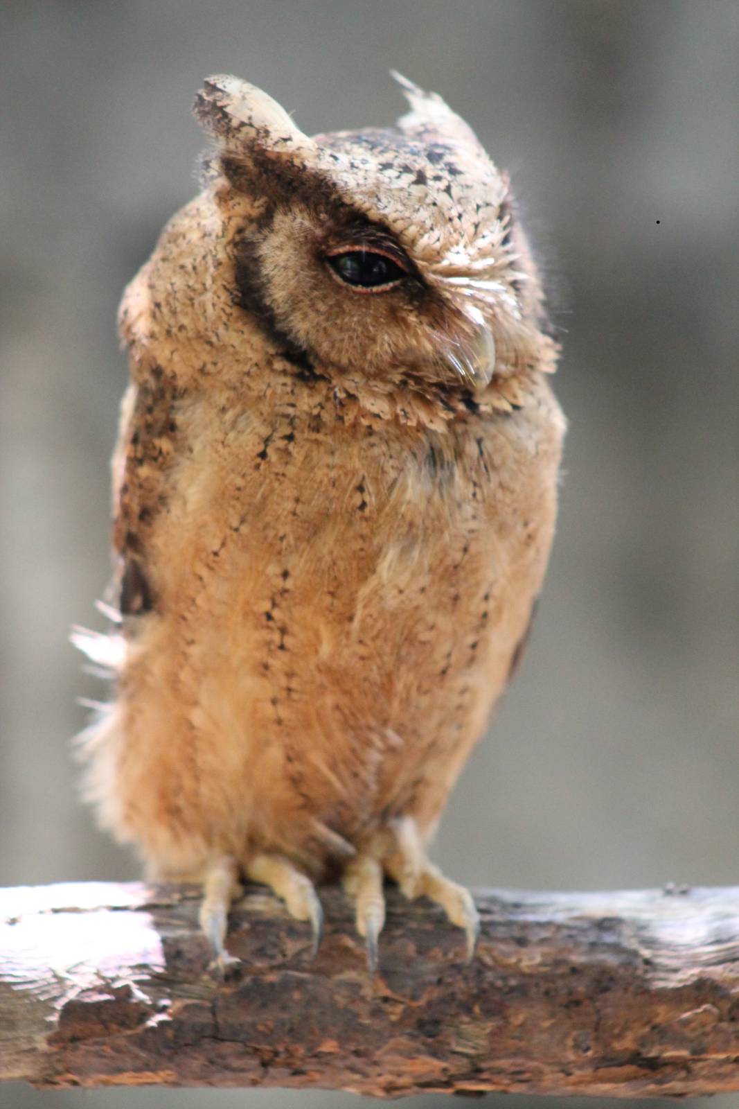 reddish scops owl (Otus rufescens)